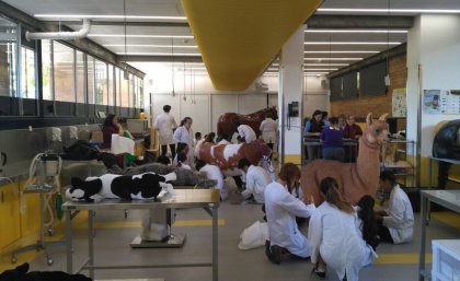 Veterinary Science students in equine emergency and critical care practical. UQ Vet Science students in equine emergency and critical care practical.